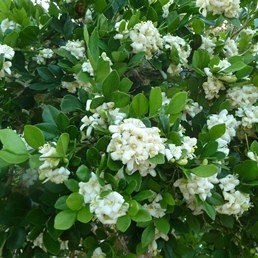 Murraya paniculata - Pb6.5