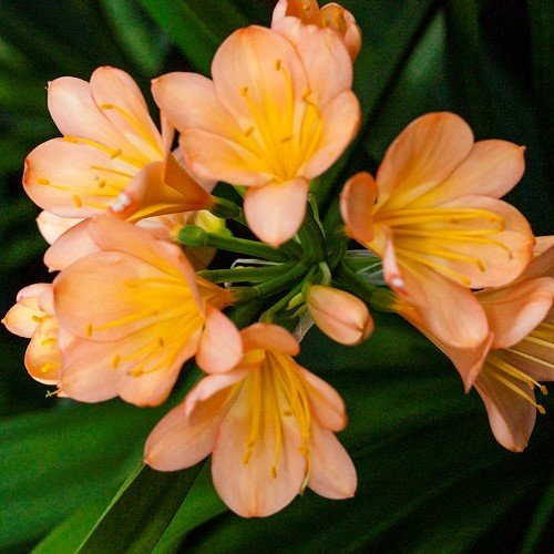 Clivia miniata Apricot - Pb6.5 - Image 2