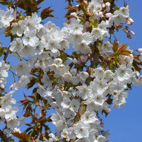 Prunus Tai Haku, Great White Cherry - Pb28 (200) - Image 2