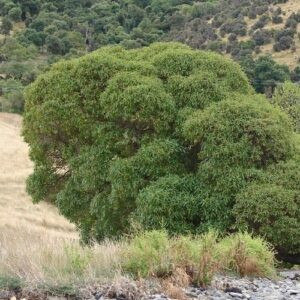 Myoporum laetum, Ngaio - Pb5 - Pb6.5