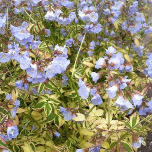 Polemonium Stairway to Heaven, Jacob's Ladder - 0.5/1.5L - Image 2