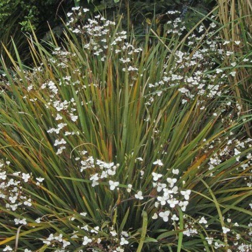 Libertia cranwelliae, Cranwell's Iris - Pb5 - Image 2