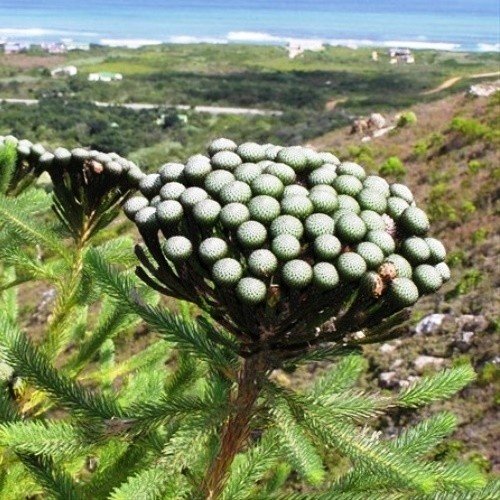 Brunia albiflora - Pb6.5 - Image 2