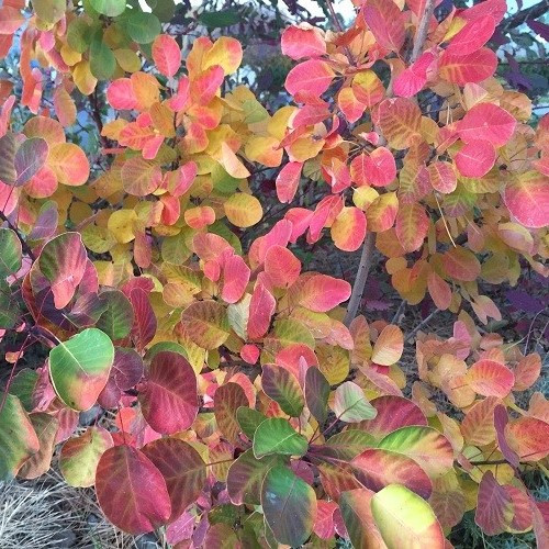 Cotinus Golden Spirit, Golden Smoke Bush - Pot - Image 3
