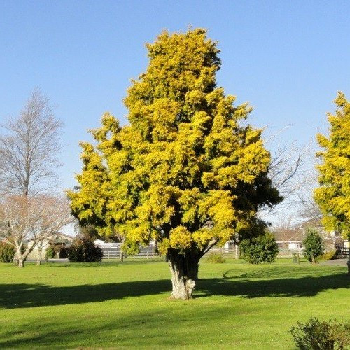 Podocarpus t. Aurea - 8Ltr