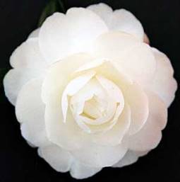 Camellia Early Pearly - Pb6.5
