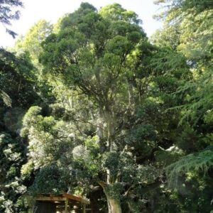 Nothofagus truncata, Hard Beech - Pb6.5