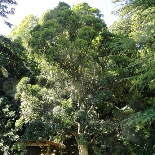 Nothofagus truncata, Hard Beech - Pb6.5