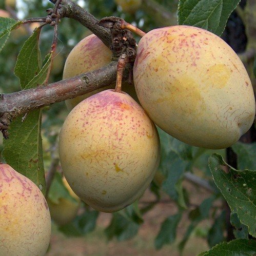 Plum Coe's Golden Drop - Pb18 - Image 2