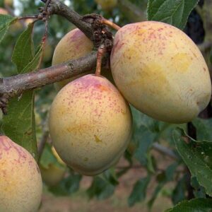 Plum Coe's Golden Drop - Pb18
