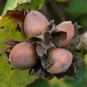 Hazelnut Merveille De Bolwiller - Pb18 (130/140)