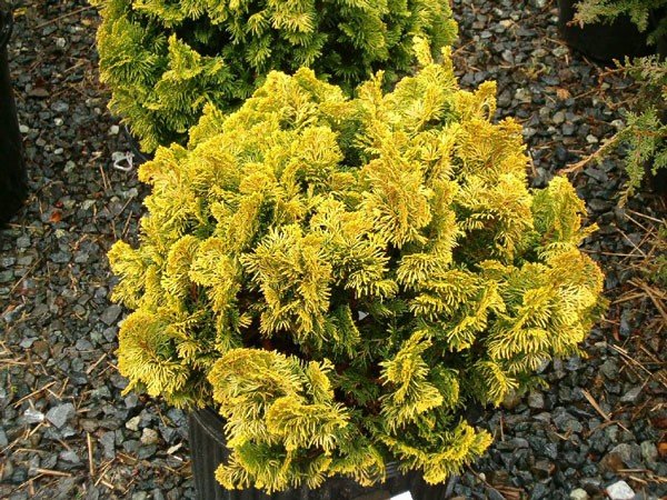 Chamaecyparis ob. Nana Aurea - 1.3ltr (10/20)