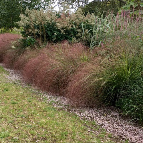Anemanthele lessoniana, Gossamer Grass - 1Ltr