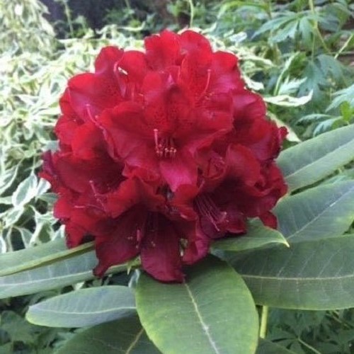 Rhododendron Black Magic - 6Ltr - Image 2