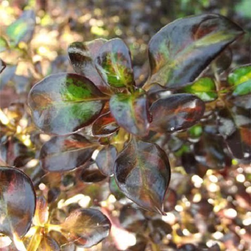 Coprosma Midnight Martini - 2.5Ltr - Image 2