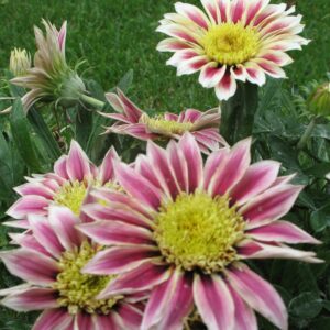 Gazania Krakatoa, Treasure Flower - 2Ltr