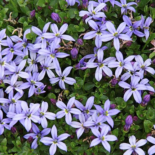 Lobelia Country Park - 2Ltr - Image 2