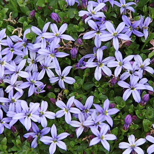 Lobelia Country Park - 2Ltr
