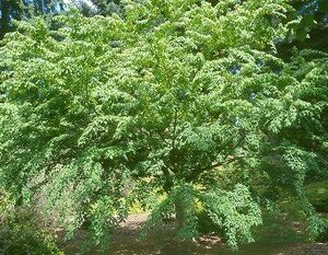 Fraxinus sieboldiana, Chinese Ash - Pb18-28