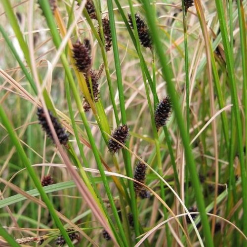 Carex dipsacea, Teasel Sedge - Pot - Image 2