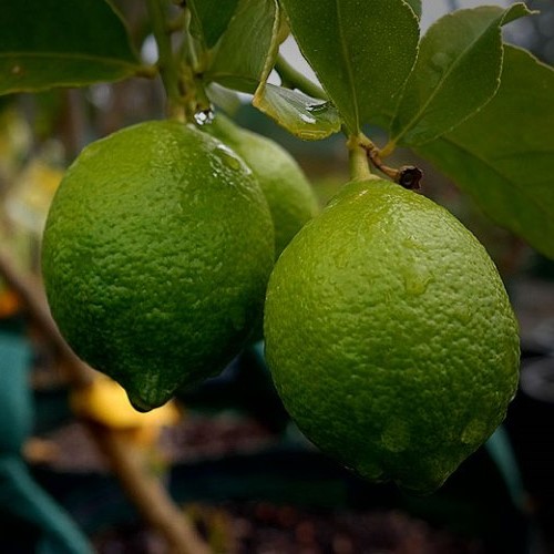Lime Tahitian topiary standard (120/160)