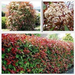 Photinia x Red Robin - Pb18 (130/150)