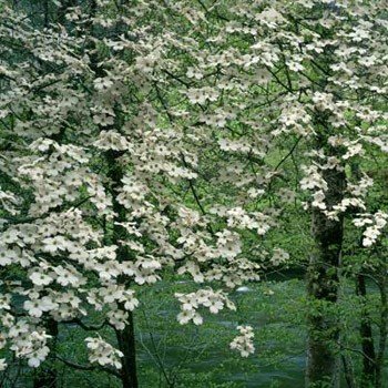 Cornus florida Cloud Nine - Pb18