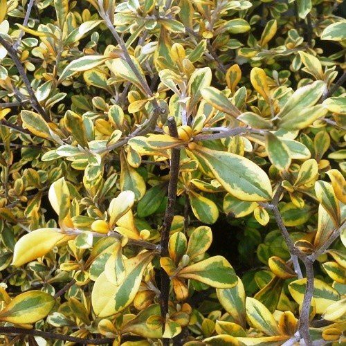 Corokia x Sunsplash - Pot