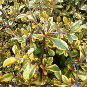 Corokia x Sunsplash - Pb3