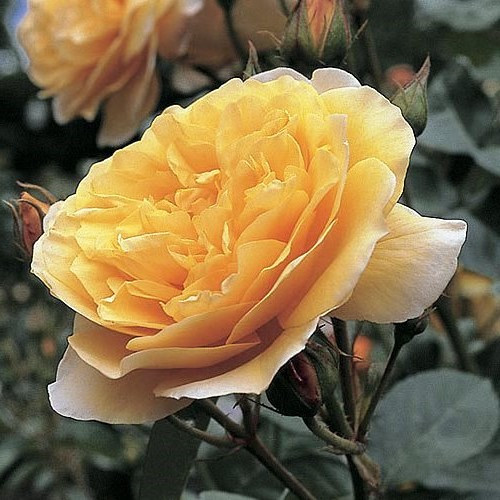 Rose Graham Thomas (Austin, bush) - Image 2