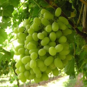 Grape Thompson Seedless - Pb5