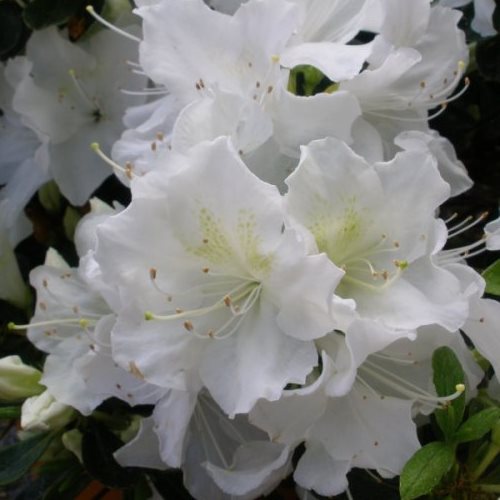 Azalea High Sierra - 1.25Ltr - Image 2