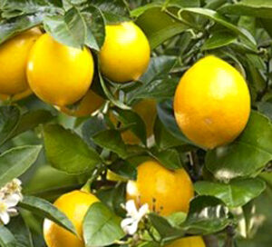 Lemon Meyer - 2.5Ltr