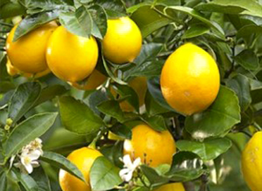 Lemon Meyer - 2.5Ltr