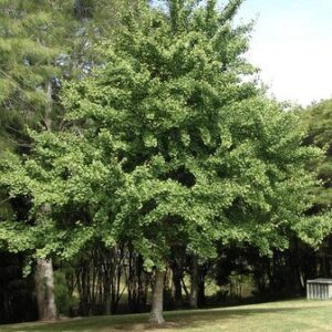 Gingko biloba, Maidenhair - Pb60 (180/230 cm )