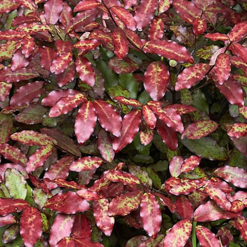 Pseudowintera c. Red Leopard, Horopito - 1.25Ltr - Image 2