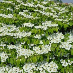 Viburnum plicatum Mariesii - Pb5/Pb6.5 (30/40)