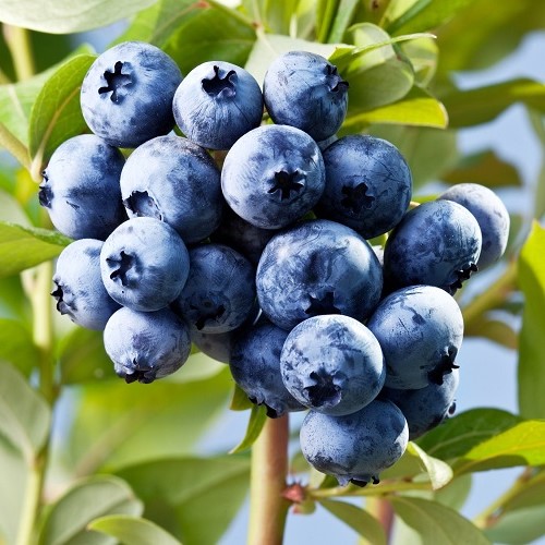 Blueberry Blast - 2Ltr