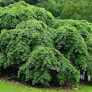 Ulmus Camperdowni, Scotch Elm -1.8m graft , 35ltr
