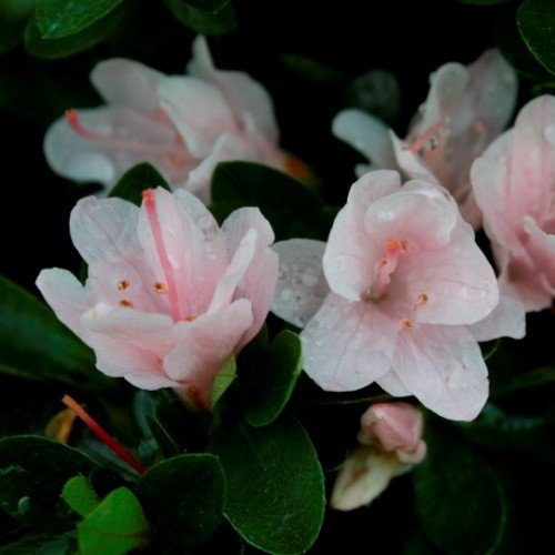 Azalea Peach Kirin - 1/1.25Ltr - Image 2