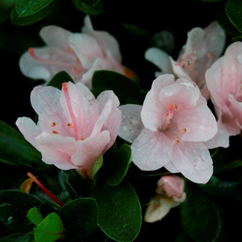 Azalea Peach Kirin - 1/1.25Ltr