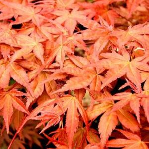 Acer Shindeshojo - Pb18