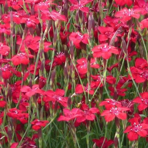 Dianthus d. Brilliancy - 2Ltr - Image 2