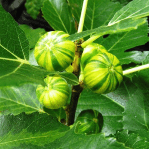 Fig Panache - Pb28