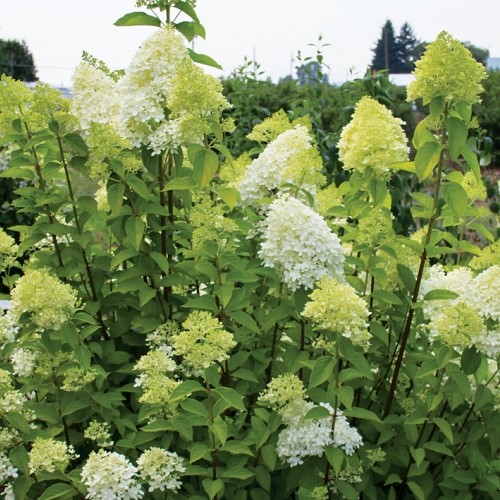 Hydrangea Limelight - 4Ltr