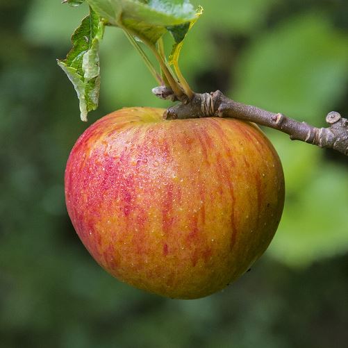 Apple Kentish Fillbasket - Pb12 - Image 2