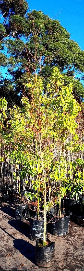 Fagus sylvatica, European Beech - Pb95 - Image 2
