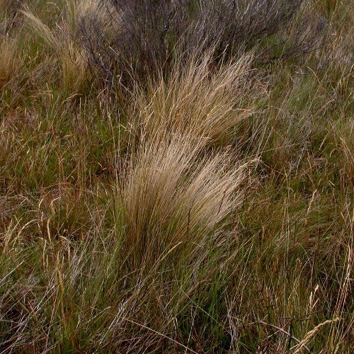 Festuca novae-zelandiae, Tussock - Pb2 - Image 2