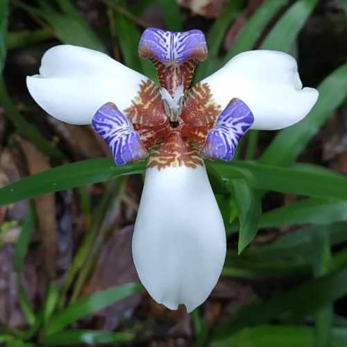 Neomarica northiana, Walking Iris - Pb6.5 - Image 2