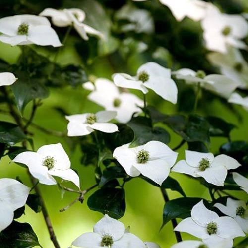 Cornus kousa Southern Cross - Pb28 - Image 2